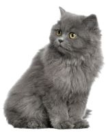Для кошек